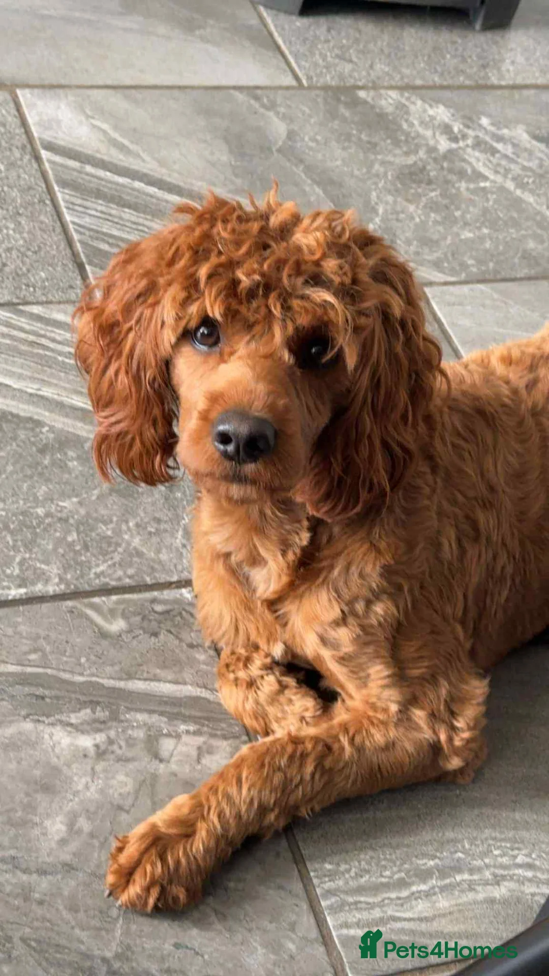 Cockapoo dogs for stud: Fox Red cockapoo F1 for stud  - Advert 1