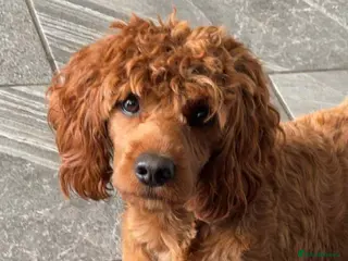 Cockapoo dogs Fox Red cockapoo F1 for stud - Advert 1