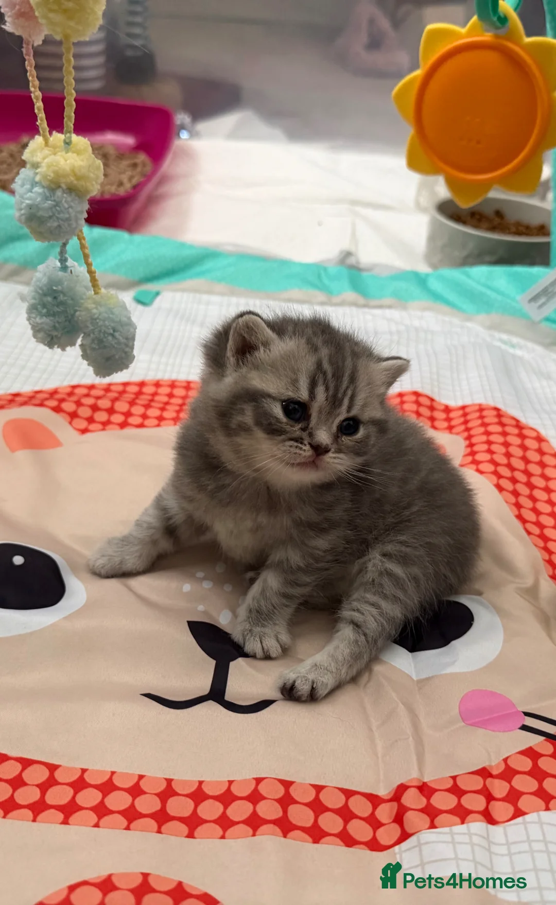 British Shorthair cats for sale: Stunning true to type British shorthair kittens - Advert 1