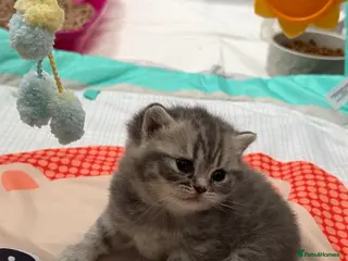 British Shorthair cats Stunning true to type British shorthair kittens - Advert 9