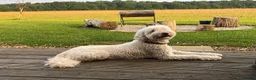 Australian Labradoodle dogs for sale: Australian Labradoodle Puppies for sale - Advert 1