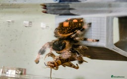 Spiders invertebrates for sale: 3 x female young adult jumping  spiders phidippus - Image 6