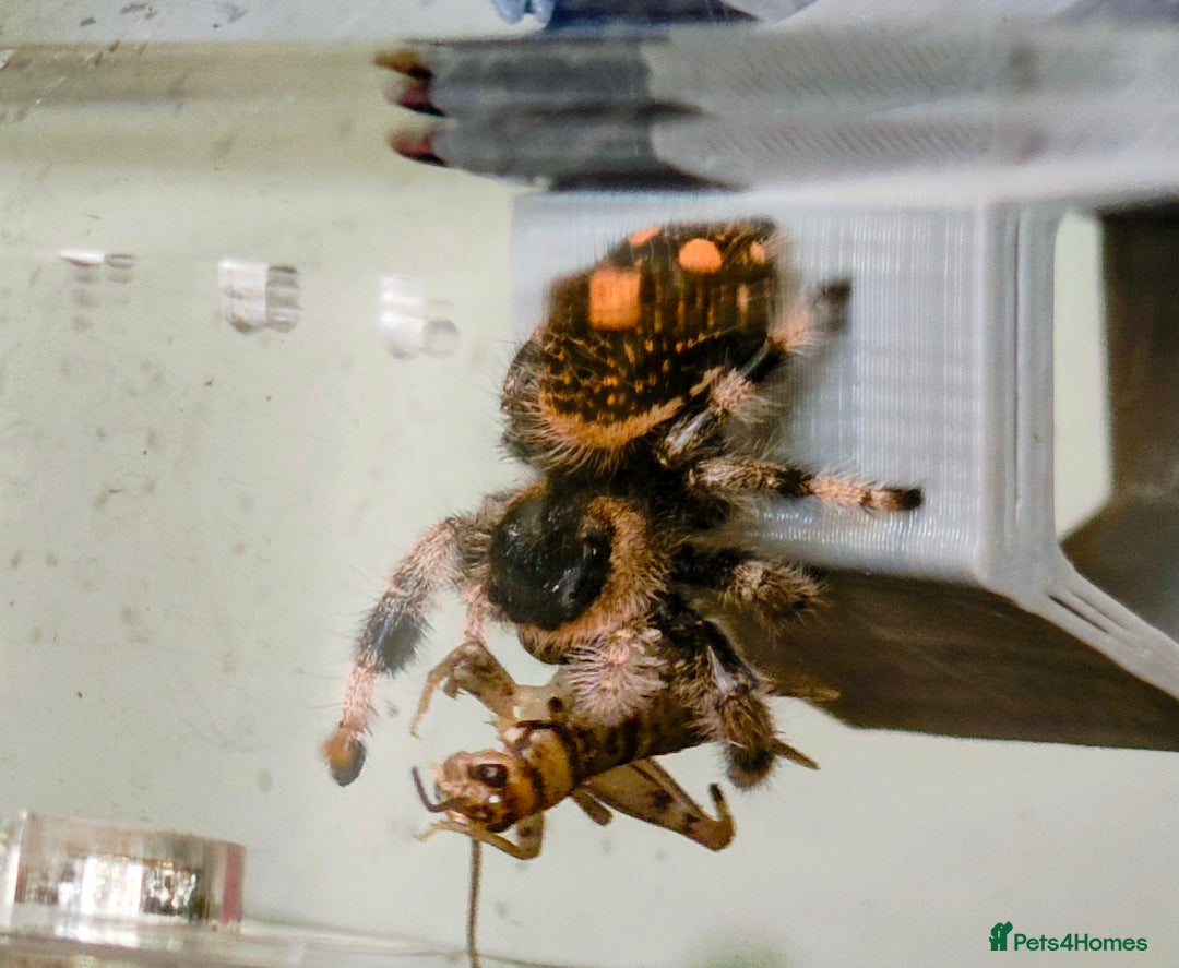 Spiders invertebrates for sale: 3 x female young adult jumping  spiders phidippus - Image 6