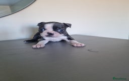 Boston Terrier dogs for sale: Last remaining Blue Boston girl - Image 23