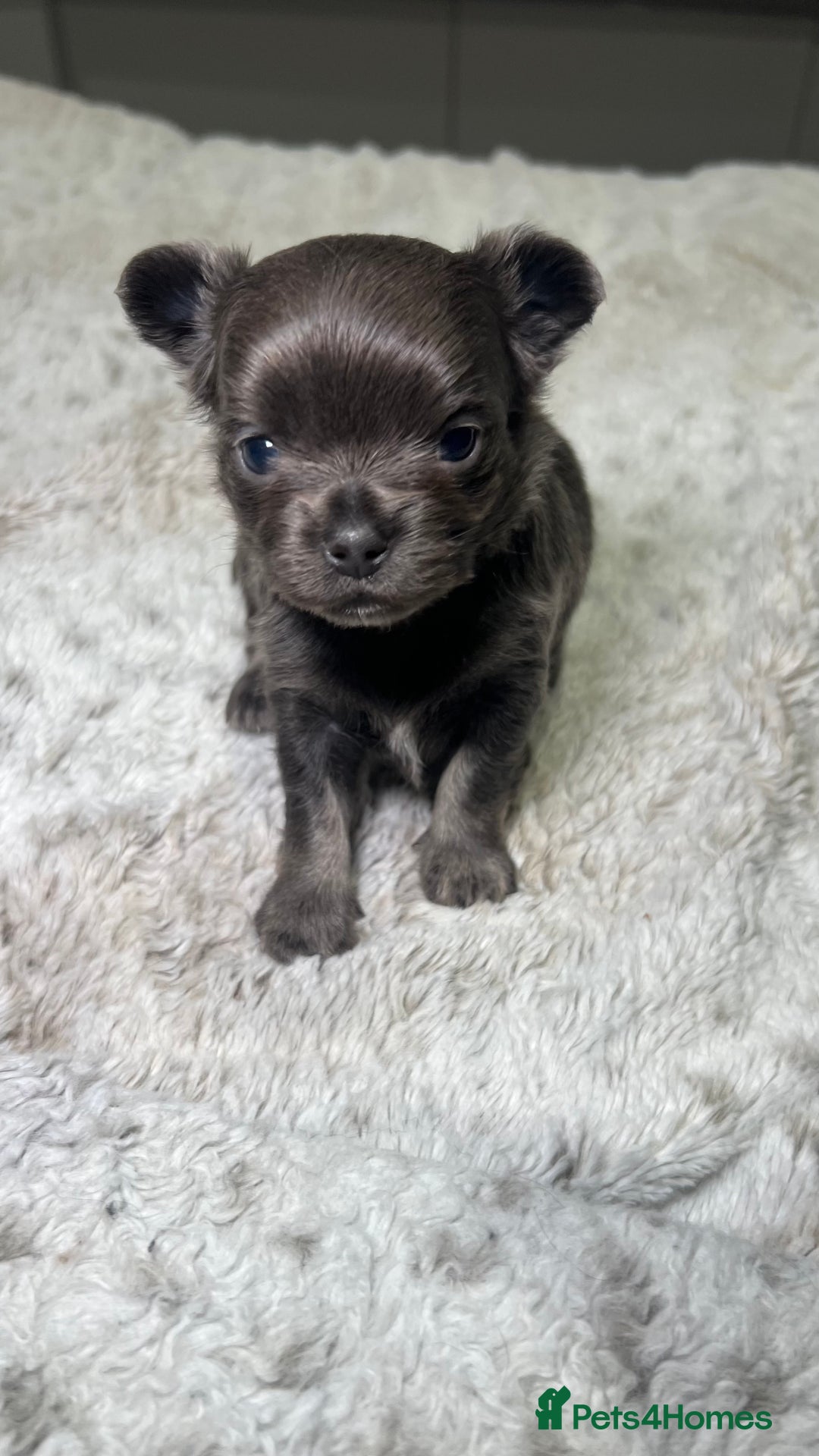 Chihuahua dogs for sale: Stunning Chihuahua Puppies ⭐️ - Advert 16