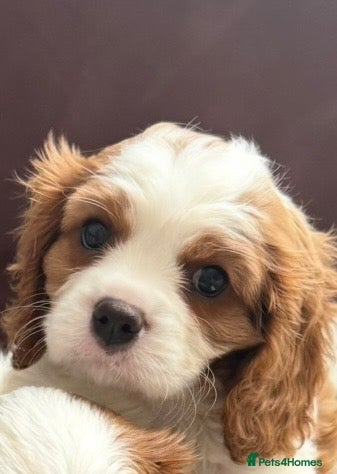 Cavalier King Charles Spaniel dogs Very calm boy/ very energetic boy/ very sweet girl - Advert 1