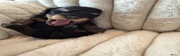 Toy Poodle dogs for sale: Kc toy poodle puppies - Advert 14
