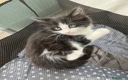 Mixed Breed cats for sale: Adorable Tuxedo Kittens Mixed with Longhair  - Image 8