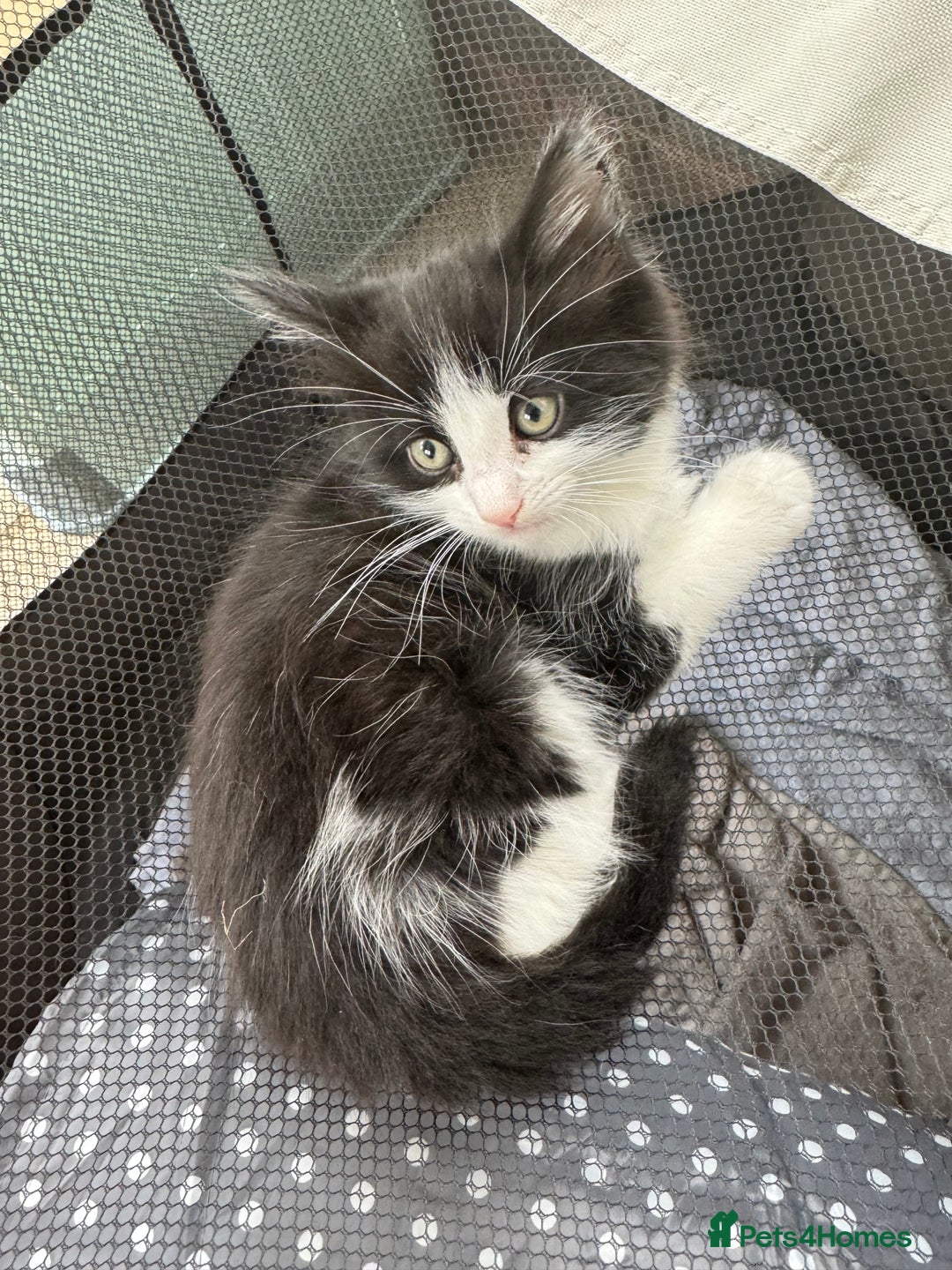 Mixed Breed cats for sale: Adorable Tuxedo Kittens Mixed with Longhair  - Image 8