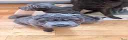 Shar Pei dogs for sale: Two beautiful Blue Shar Pei puppies (Male) - Advert 9