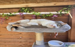 Mixed Breed cats for sale: Looking for new home  - Image 3