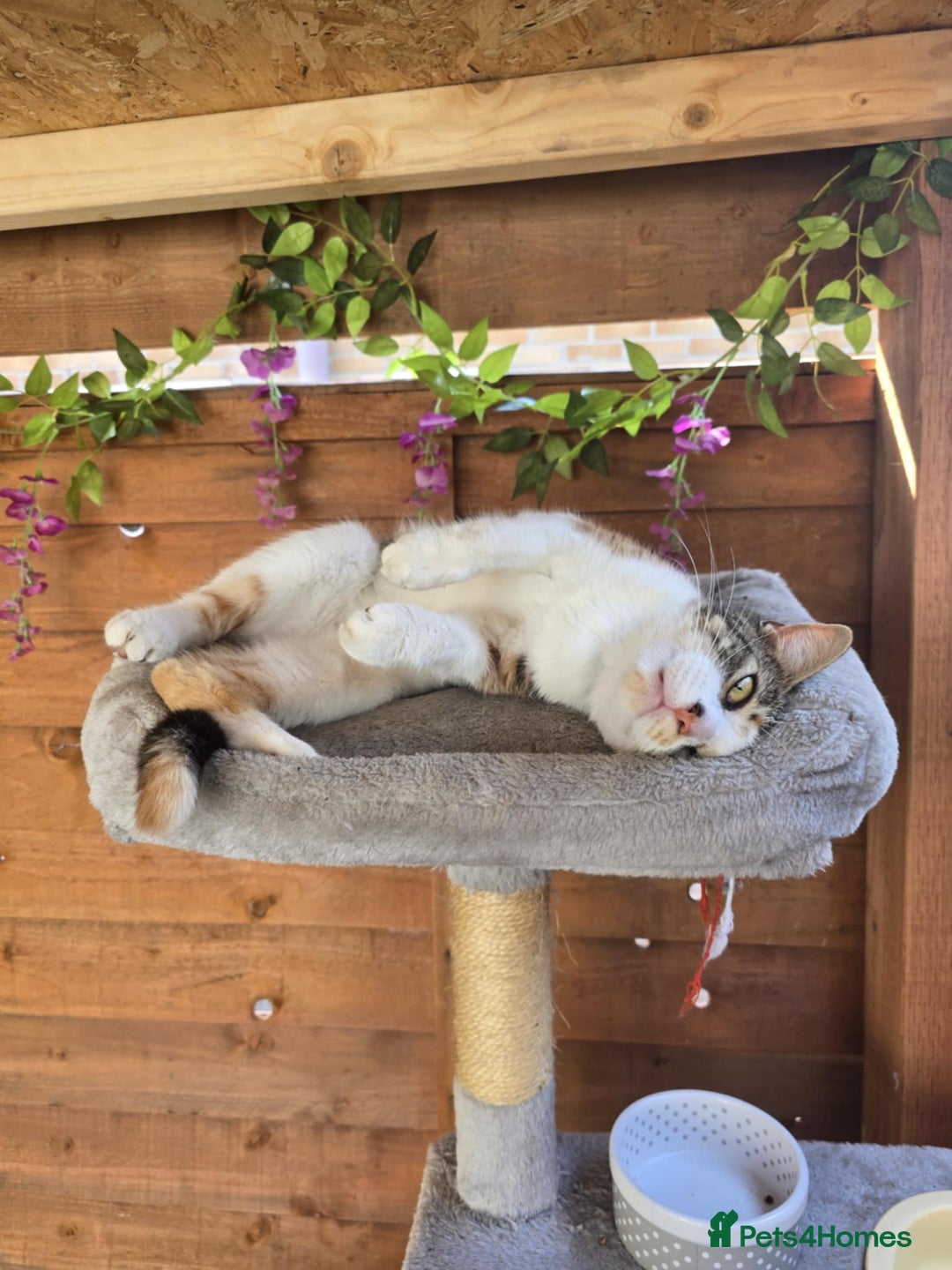 Mixed Breed cats for sale: Looking for new home  - Image 3