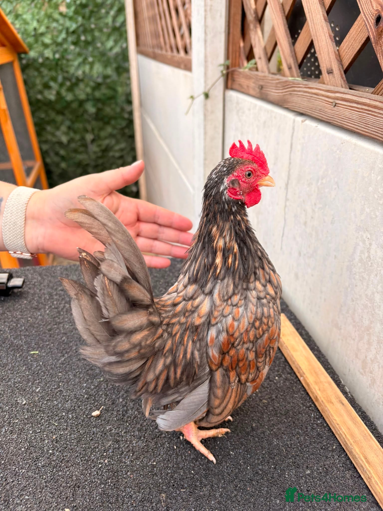 Chickens poultry Serama chicks and hatching eggs  - Advert 22