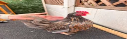 Chickens poultry for sale: Serama chicks and hatching eggs  - Advert 1