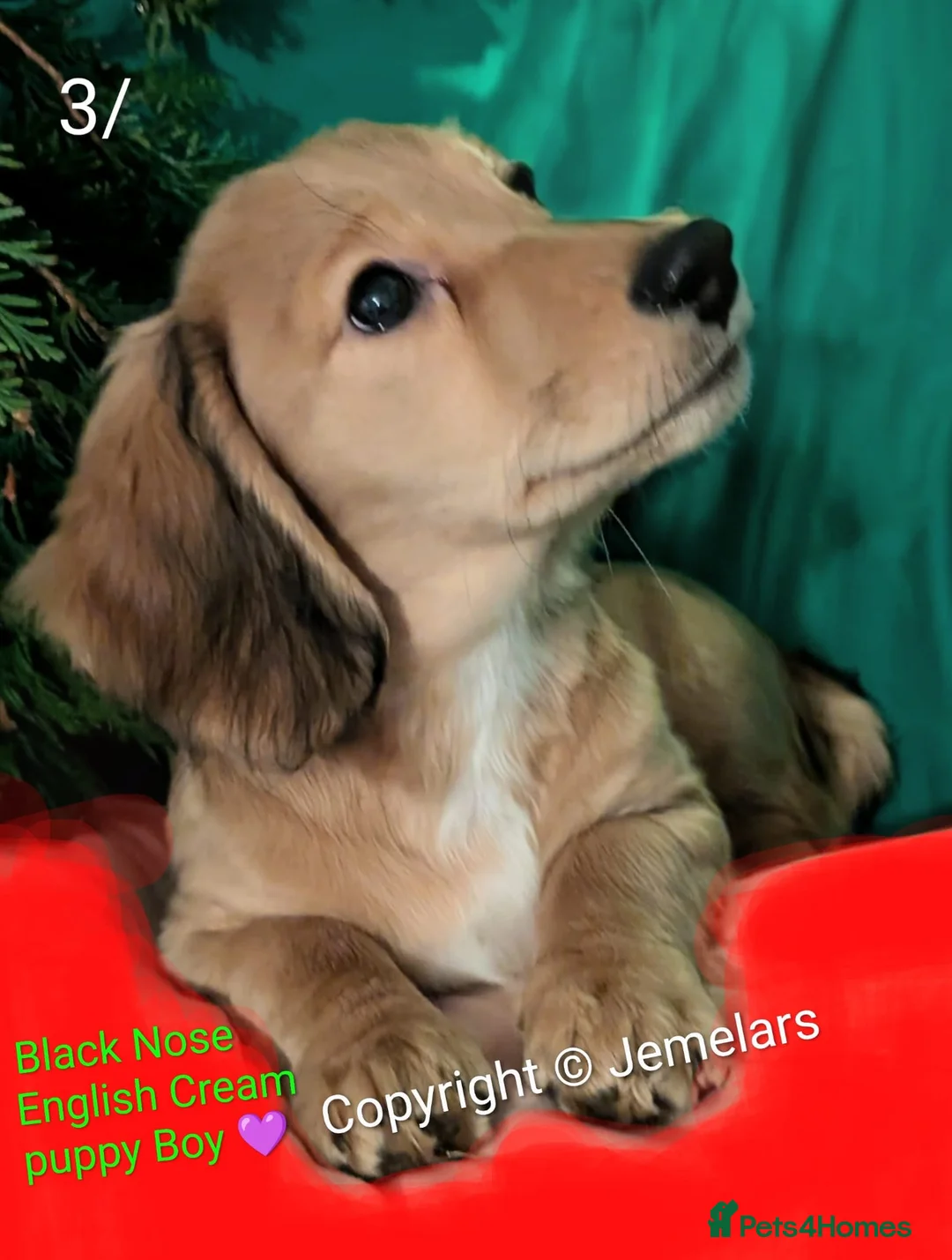 Miniature Dachshund dogs for sale: MINIATURE DACHSHUND ENGLISH CREAM LONG HAIR PUPPY  - Advert 3