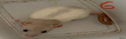 Rat rodents for sale: BABY RATS  . Beautiful tame babies  - Advert 3
