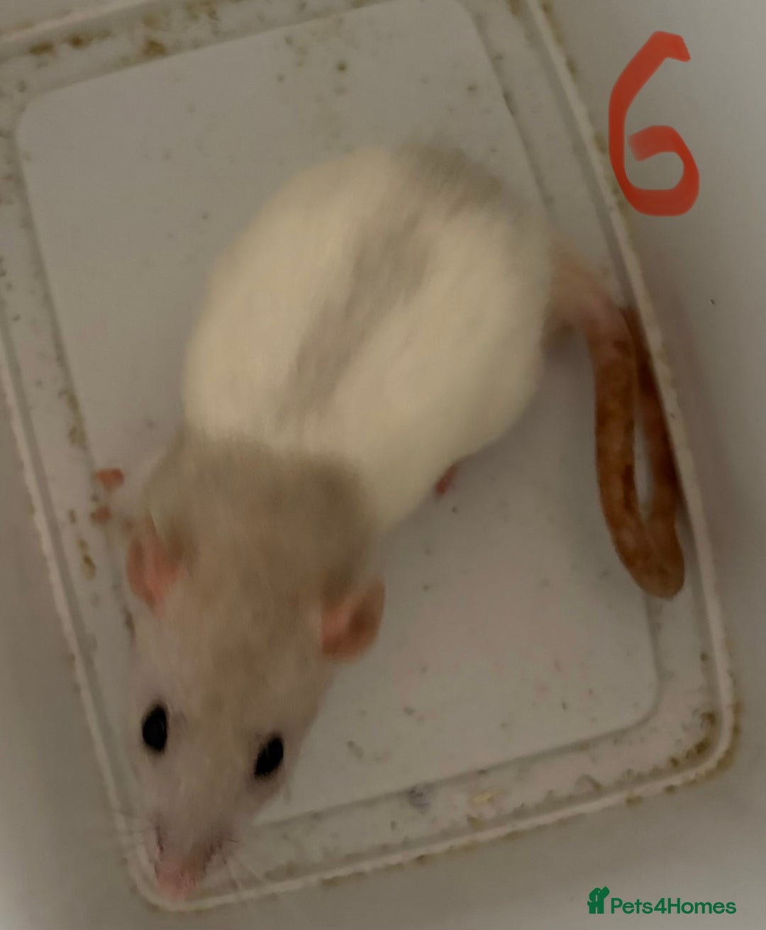 Rat rodents for sale: Mixed baby rats  - Image 6