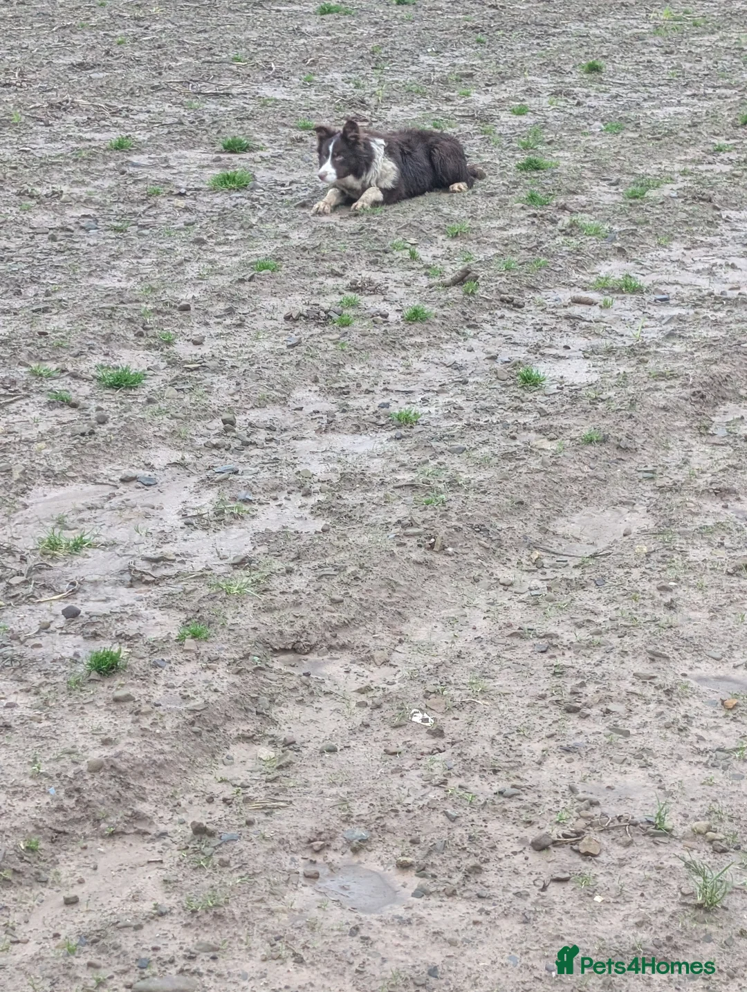 Border Collie dogs for sale: Sophie isds reg , red Tri bitch  - Advert 3