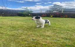 Border Collie dogs for sale: 6 border collie puppies  - Image 6