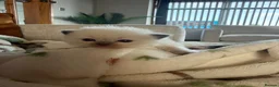 Ragdoll cats for sale: Ragdoll kittens - Advert 10
