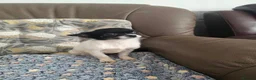 Chihuahua dogs for sale: Gorgeous Kc reg chihuahuas in Blackpool - Advert 18