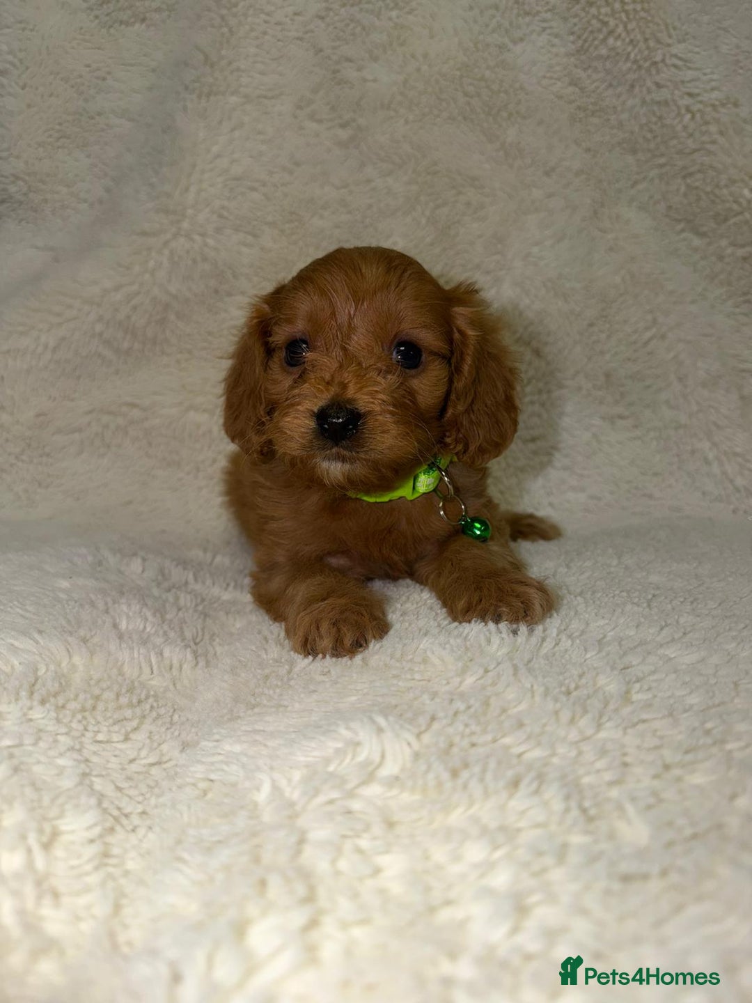 Cavapoo dogs for sale: ❤️Health-Tested Cavapoo Puppies 🐶 - Advert 4