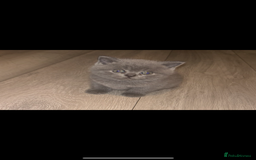 British Shorthair cats for sale: Blue British shorthair  - Image 5