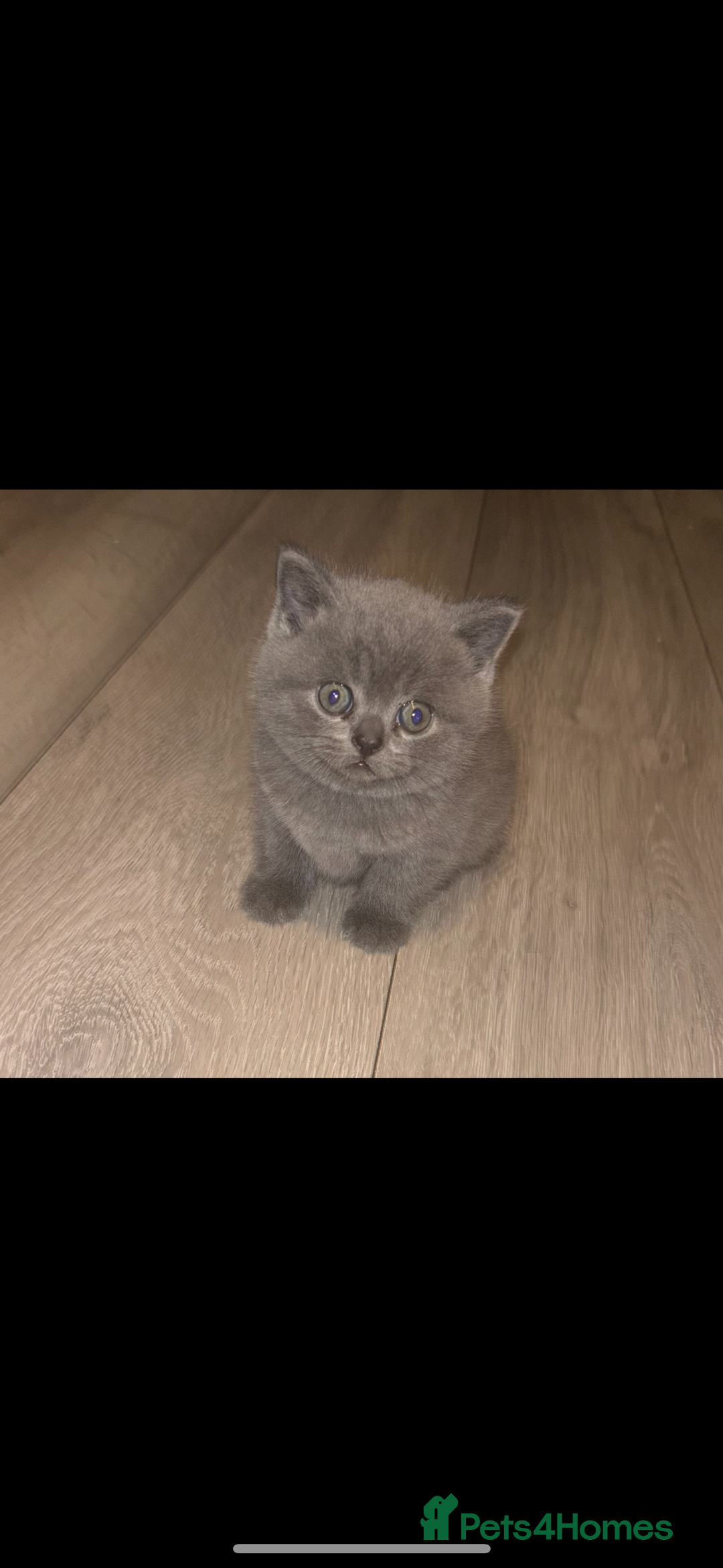 British Shorthair cats for sale: Blue British shorthair  - Image 5