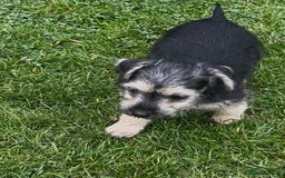 Jackapoo dogs for sale: Miniature Jackapoo  - Image 3