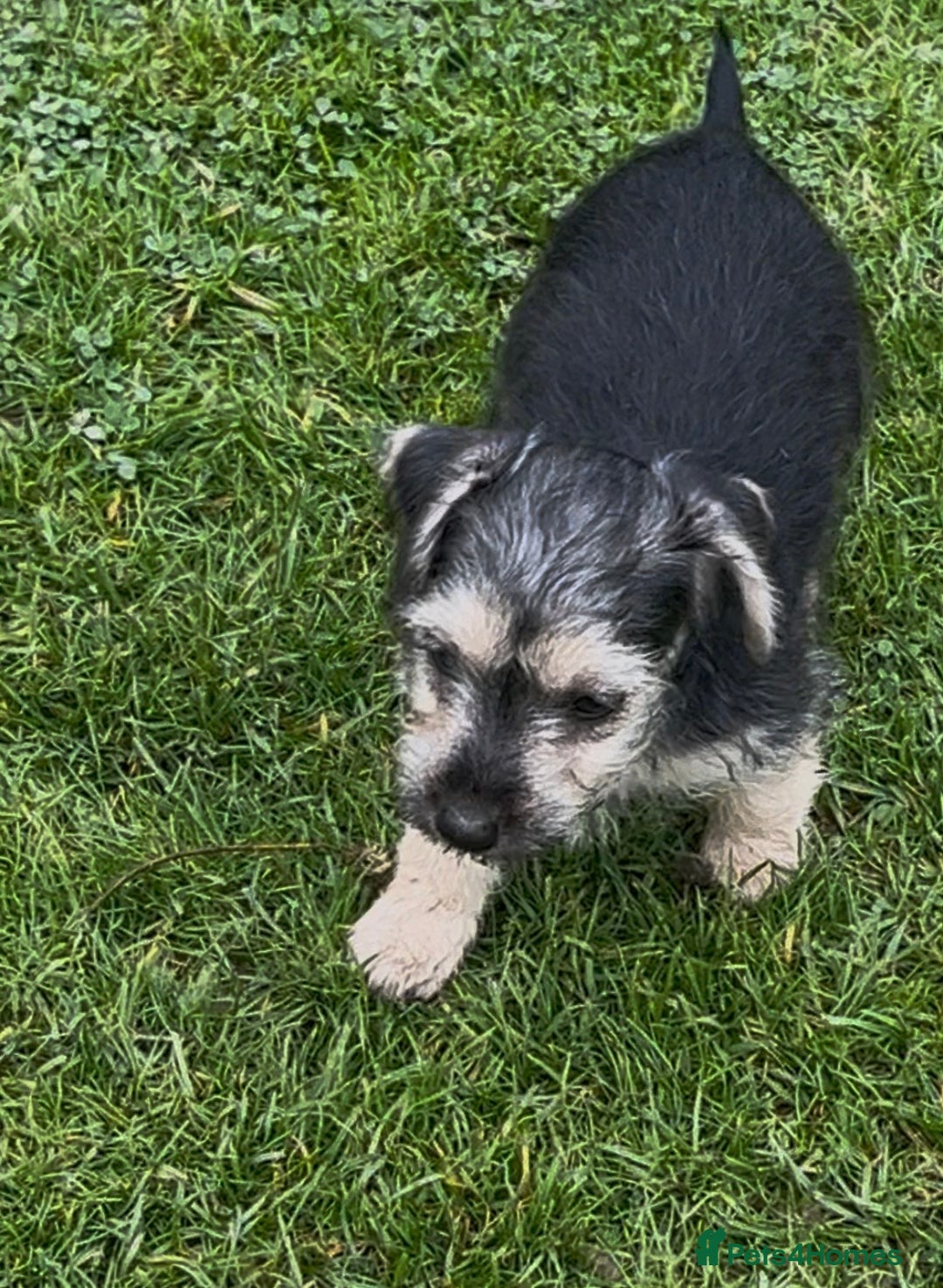 Jackapoo dogs for sale: Miniature Jackapoo  - Image 3