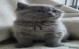 British Shorthair cats for sale: GCCF British Shorthair Kittens Champion Bloodlines - Image 10