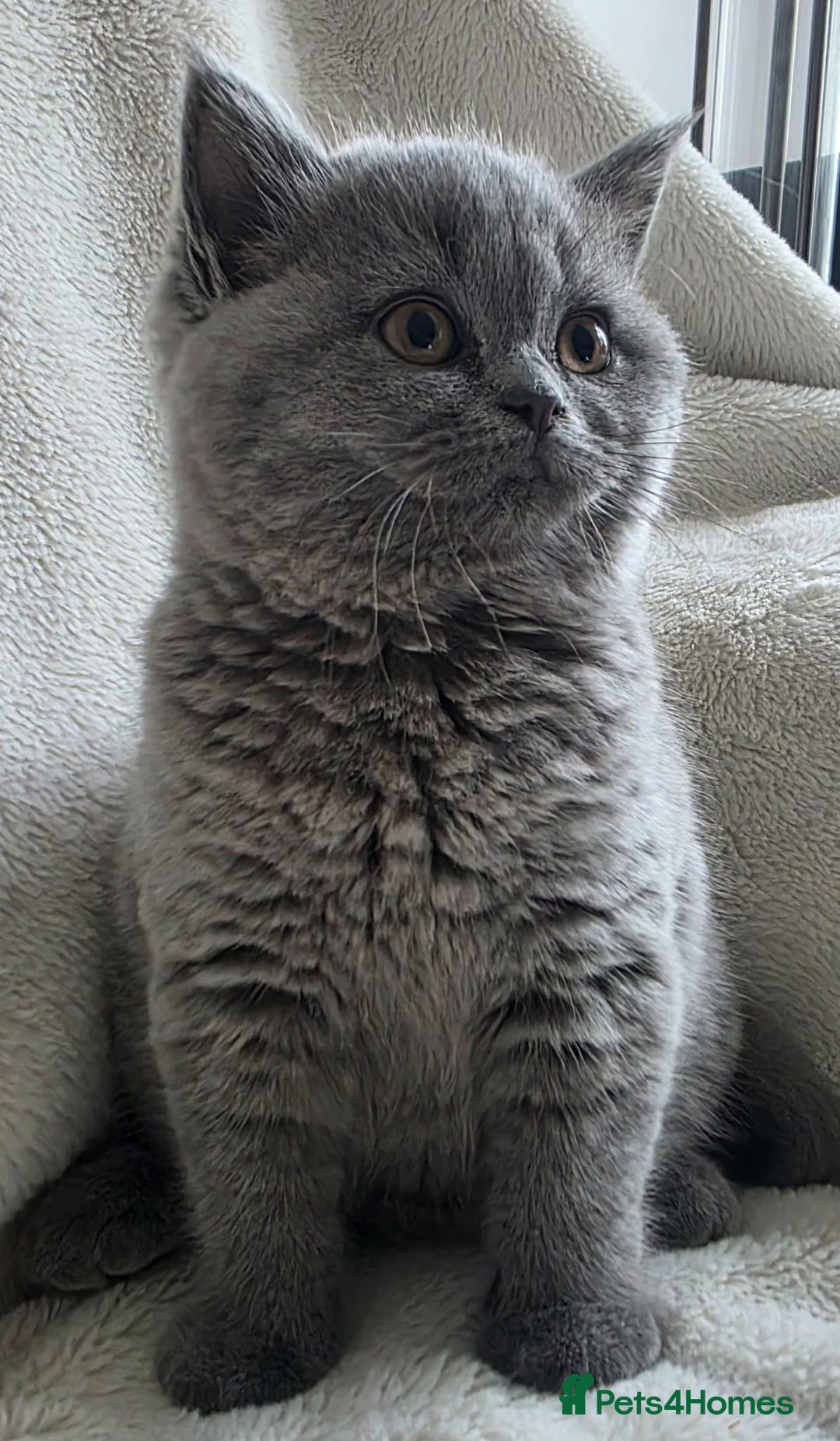 British Shorthair cats for sale: GCCF British Shorthair Kittens Champion Bloodlines - Image 10