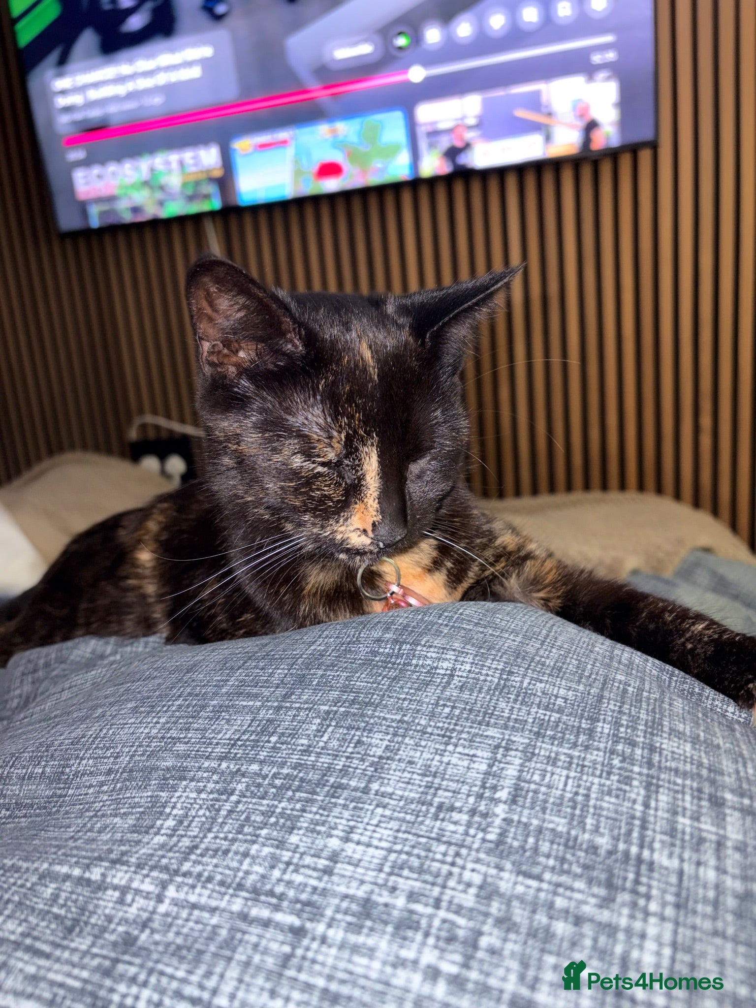 Domestic Shorthair cats Female 1 year old cat  - Advert 8
