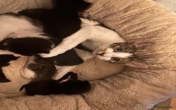 Mixed Breed cats for sale: 6 kittens to a loving home  - Image 9