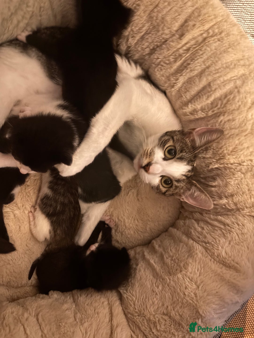 Mixed Breed cats for sale: 6 kittens to a loving home  - Image 9