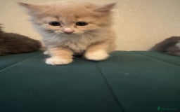 Ragdoll cats for sale: Beautiful ragdolls for sale  - Image 10
