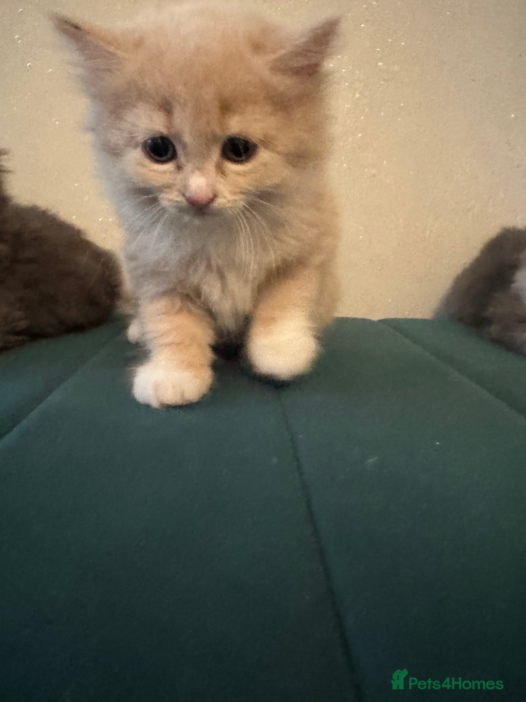 Ragdoll cats for sale: Beautiful ragdolls for sale  - Image 10