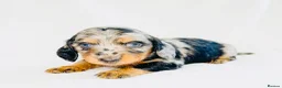 Miniature Dachshund dogs for sale: Quality Miniature Dachshund puppies - Advert 16