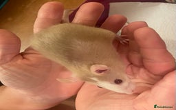 Rat rodents for sale: Baby dwarf rats  - Image 3