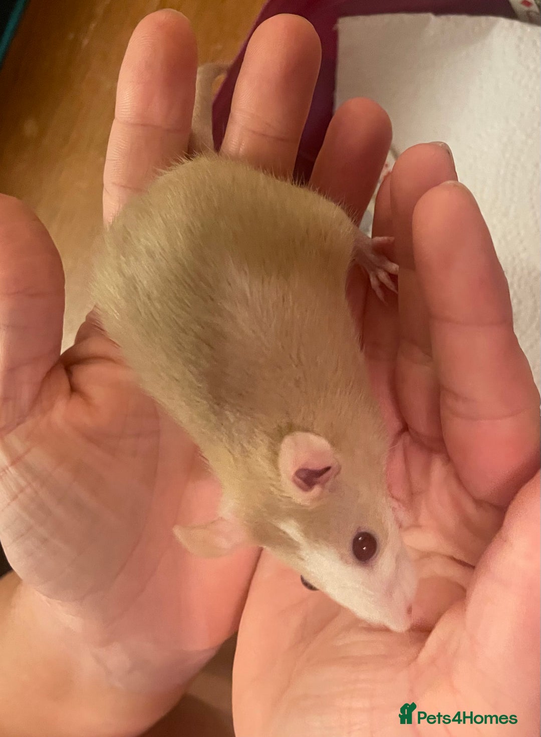 Rat rodents for sale: Baby dwarf rats  - Image 3