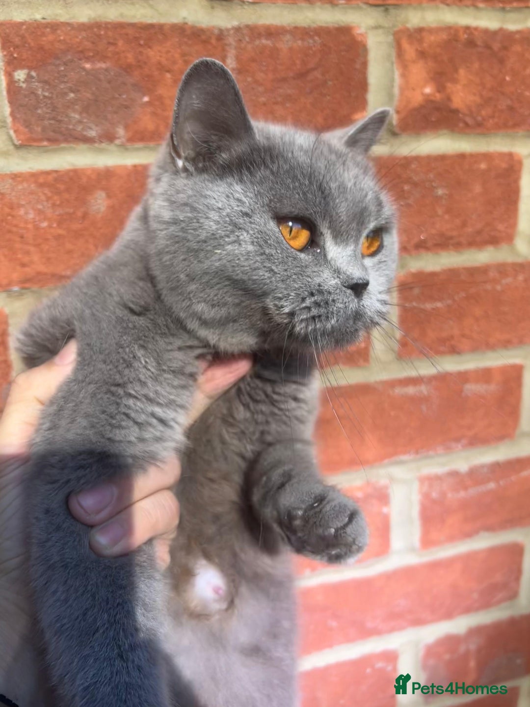 British Shorthair cats for sale: Active GCCF REGISTERED QUEEN💞 - Advert 3