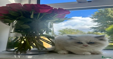 Ragdoll cats - Advert 3
