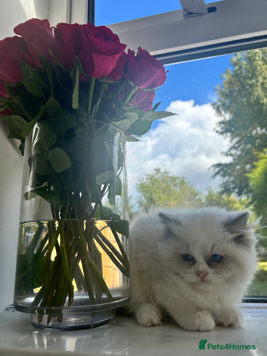 Ragdoll cats for sale: Chunky Kittens Available  - Image 3