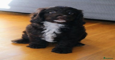 Cockapoo dogs F1 Cockapoo last boy READY NOW  - Advert 4