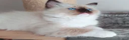 Ragdoll cats for sale: Raised with Love, looking for forever homes 🏠❤️ - Advert 6