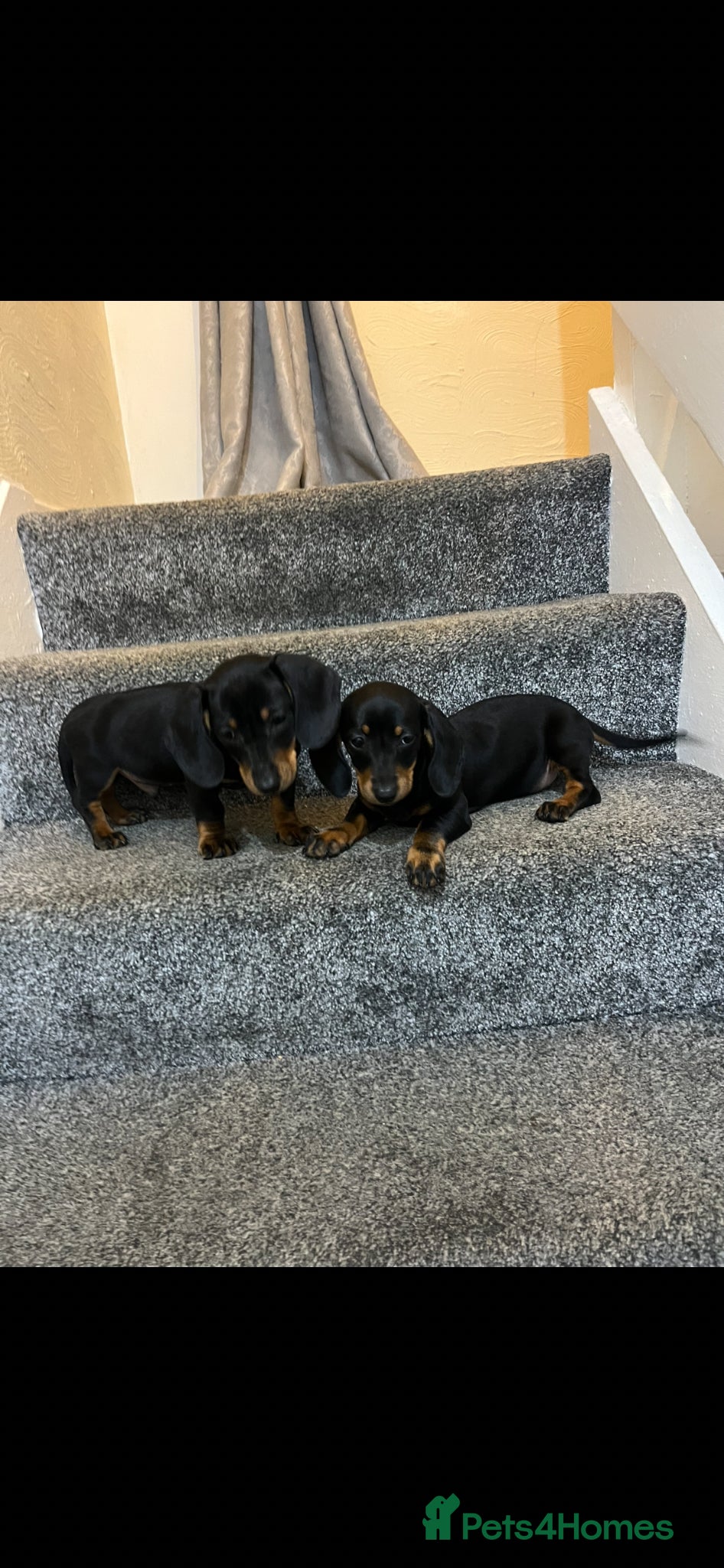 Dachshund dogs 💙dachshund boy puppies💙 - Advert 3