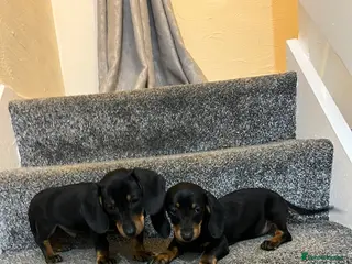 Dachshund dogs 💙dachshund boy puppies💙 - Advert 1