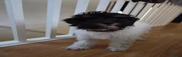 Mixed Breed dogs for sale: Messi - Advert 2