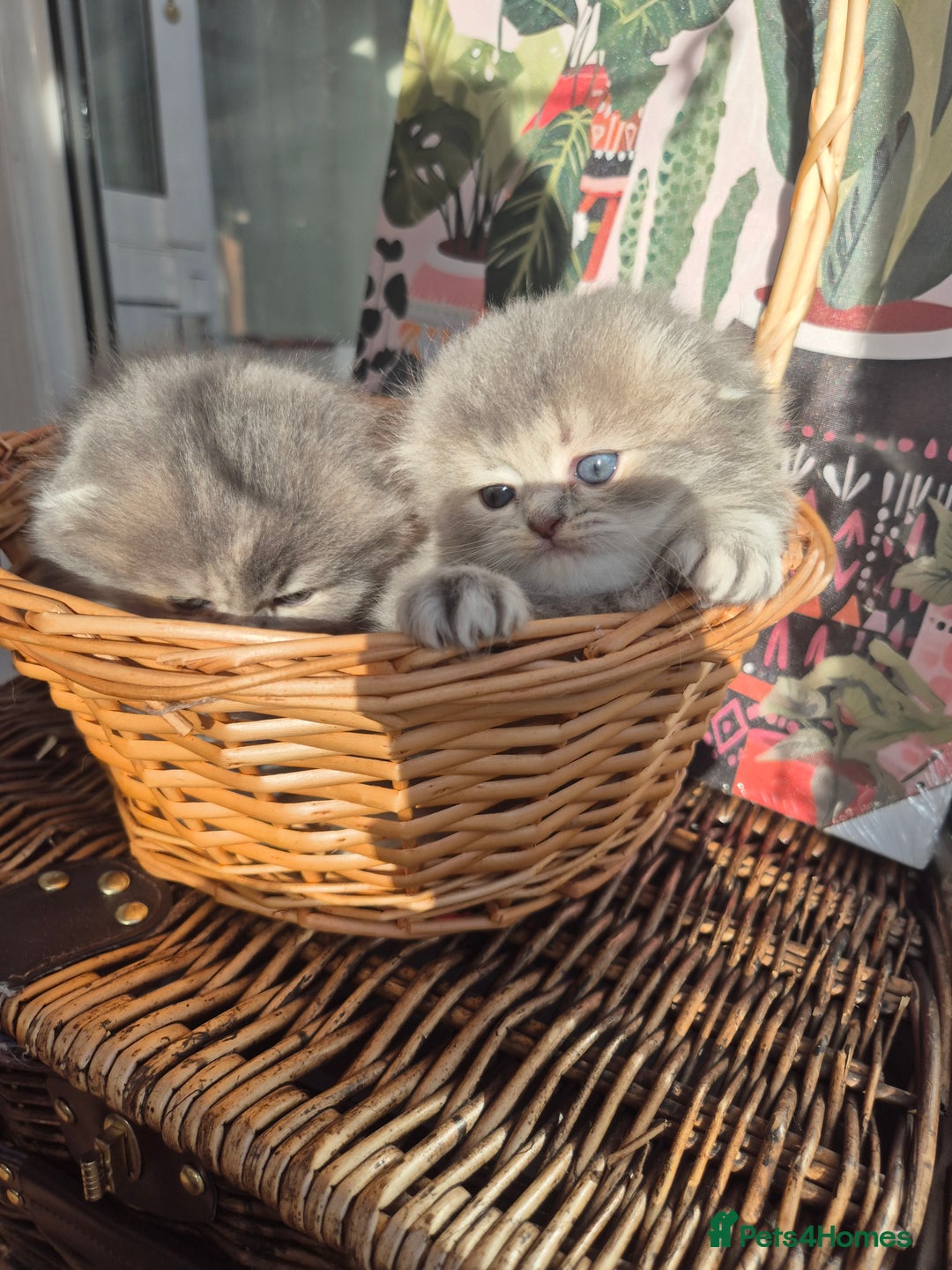 Scottish Fold cats for sale: Scottish Fold Dolls - Image 3