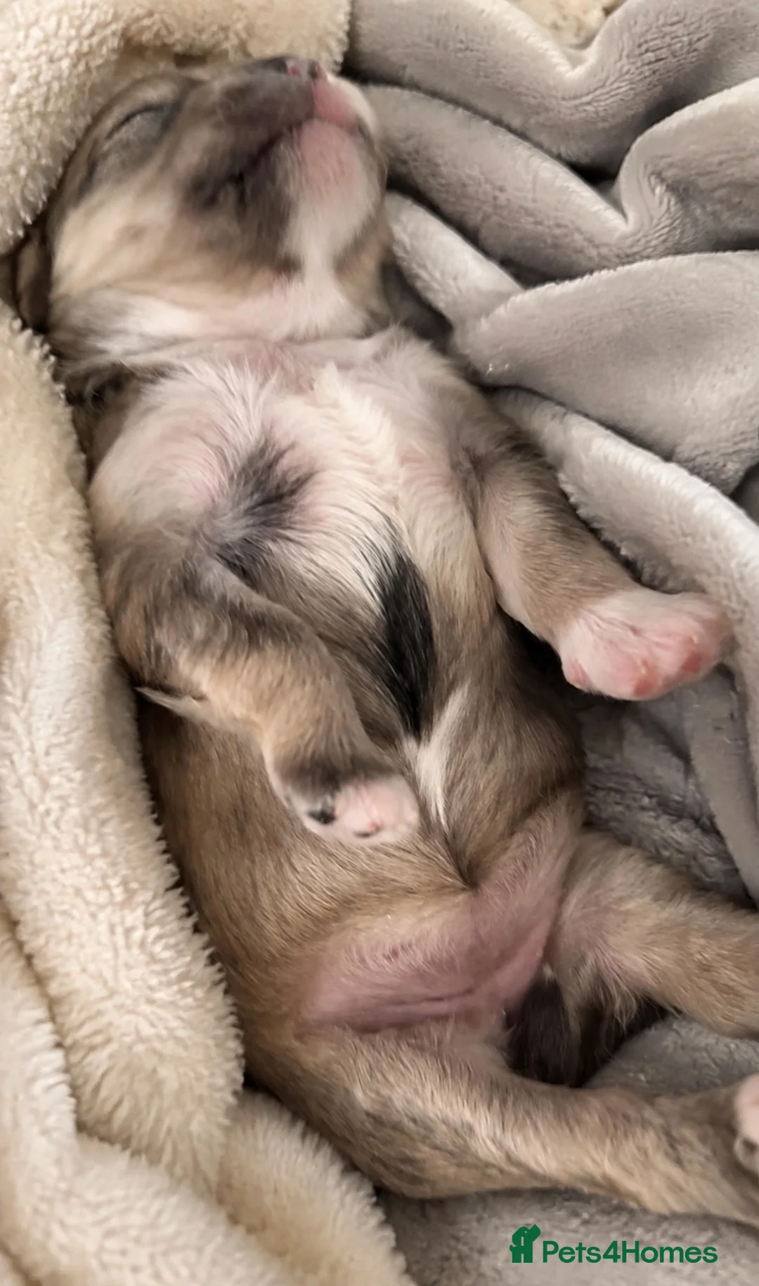 Maltipoo dogs for sale: Toy maltipoo puppies - Advert 15